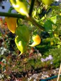 JoloWhite1_20211011_R