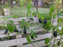 IMG_20211024_074725