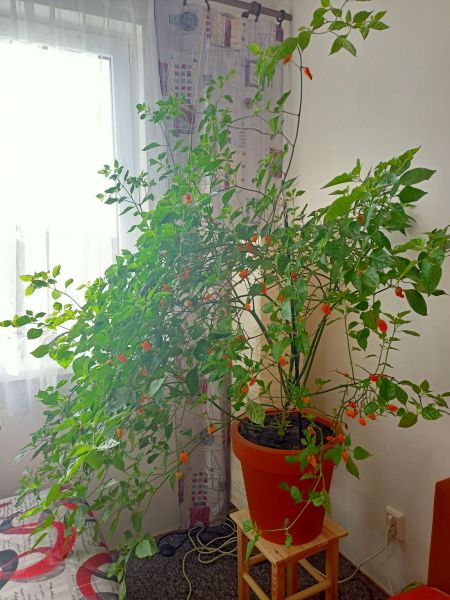 IMG20211030100822