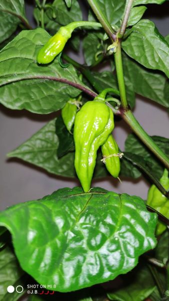 IMG_20211104_074501