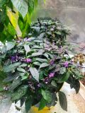 IMG_20220109_171517+