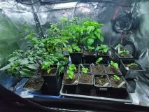 growbox 28.1.2022