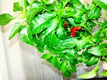 Tabasco_7.2.2022