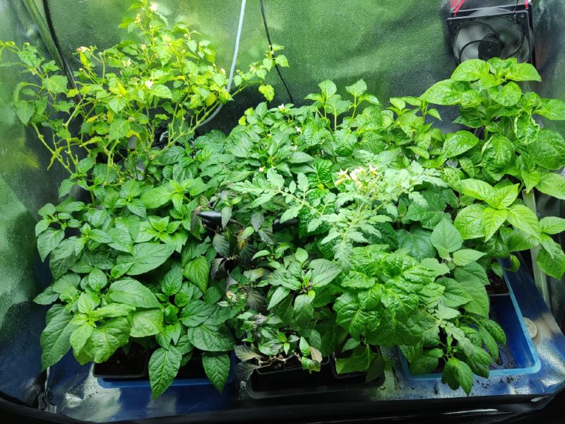 growbox 2.3.2022