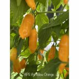 aji aps yellow orange