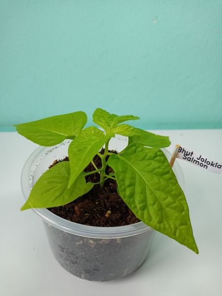 BhutJolokiaSalmon_20220318