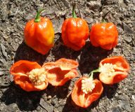 sweet-morugas-chilli-seeds_orig