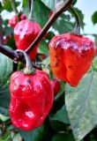 maldivian heart x purple bhut7