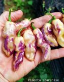 Pimenta-Sparanise-7ws
