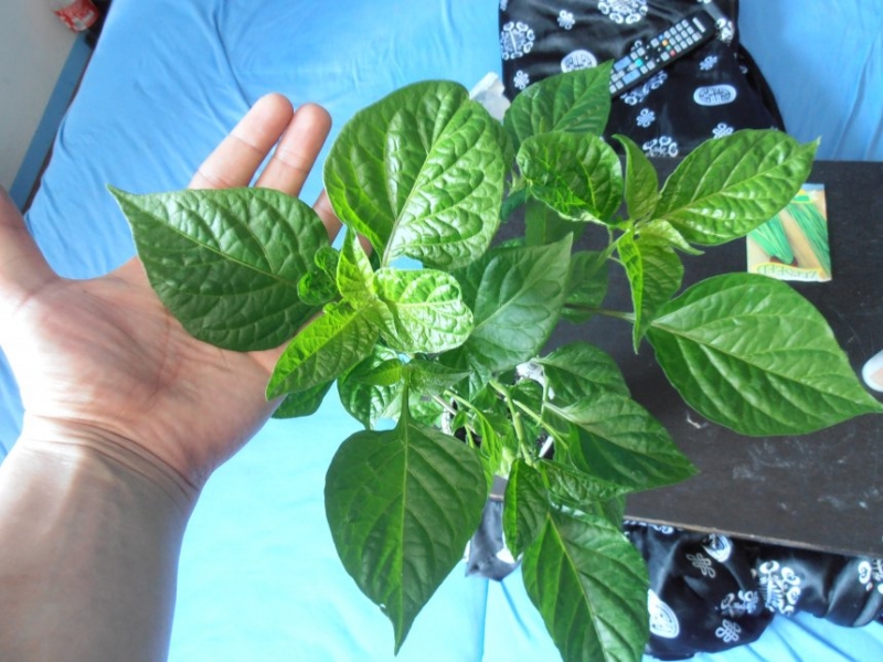 Pestujeme chilli part 2