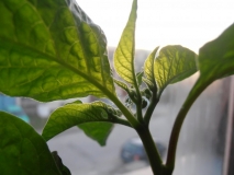 Pestujeme chilli part 3