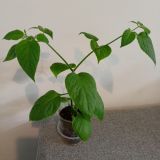 Rocoto_20220424