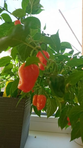 Habanero orange detail