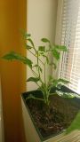 Habanero snow white