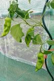 Aji angelo