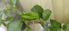 Naga Morich - 2 (140622)