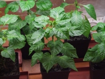 Trinidad Scorpion Butch T