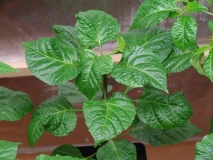 Trinidad Scorpion Butch T