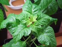 Trinidad Scorpion Butch T