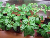 Trinidad Scorpion Butch T