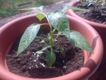 Upgrade fotecek