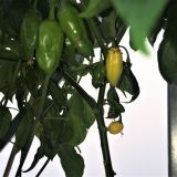 IMG_3948