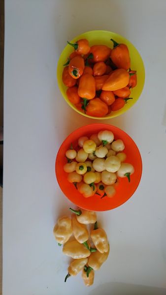 haba+roxa