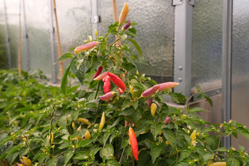 Aji Challuaruro red 13.7.2022_resize_85