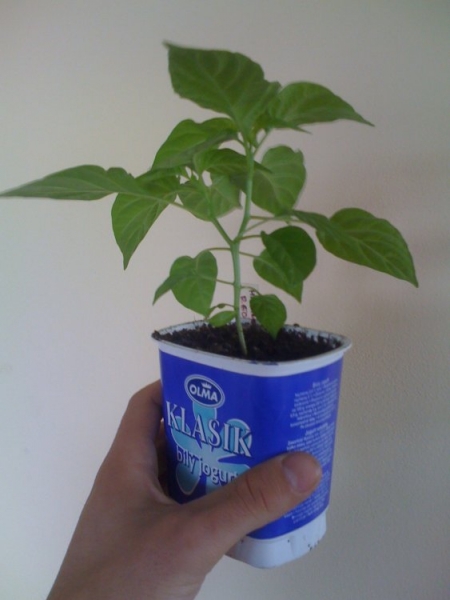 Habanero Red