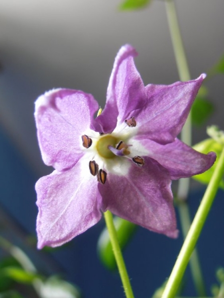Rocoto Grande Picante
