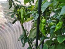 IMG_20220723_195843
