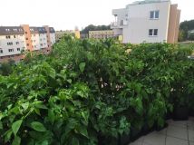 IMG_20220723_195653_1