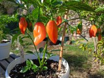 Aji Limo Rojo