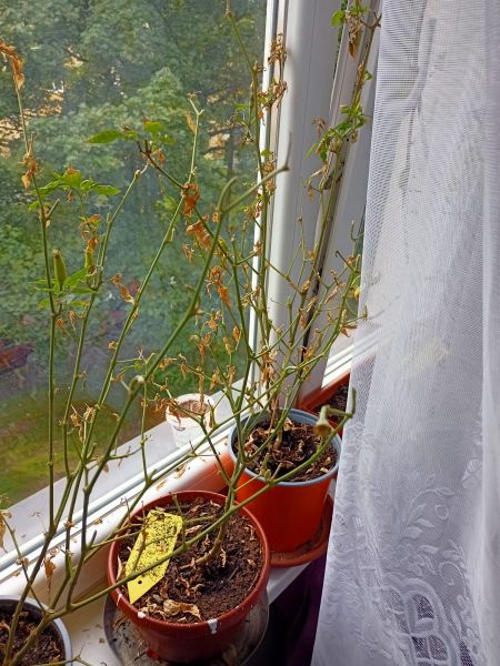 chilli1