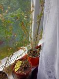 chilli1