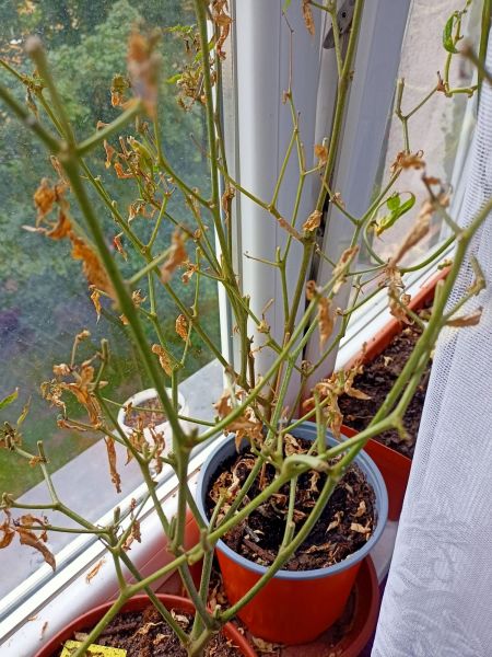 chilli2