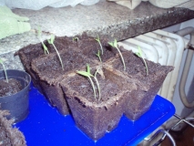 chilli 4