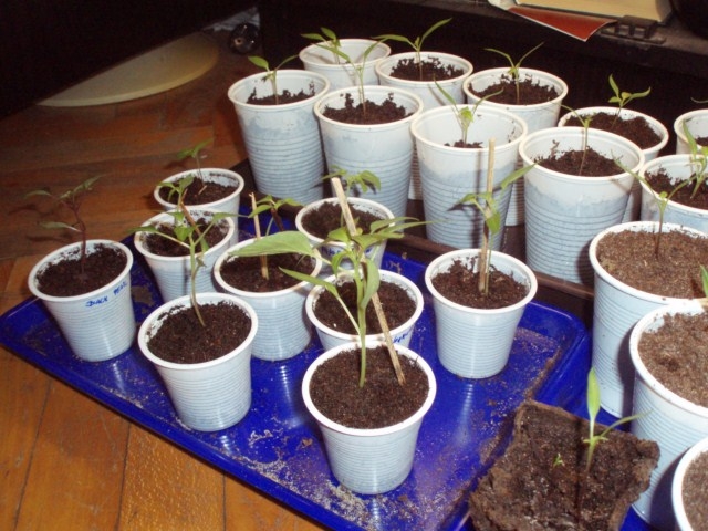 chilli 10