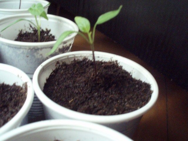 chilli 4