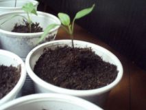 chilli 4