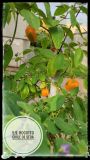 IMG_20220905_090138-01