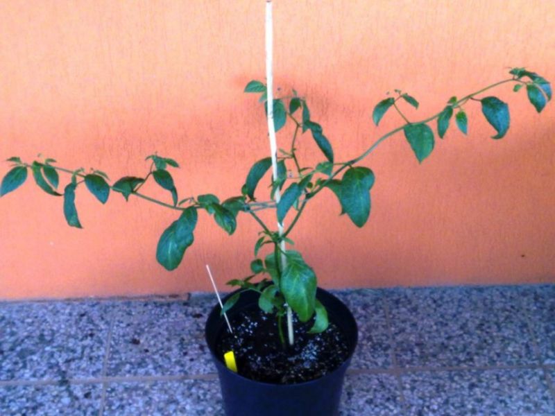 Brown Rocoto