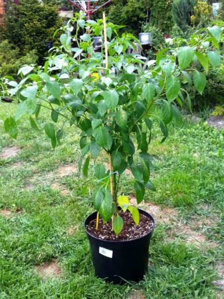 Habanero Tasmanian Red