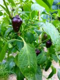 Habanero Tasmanian Red-detail