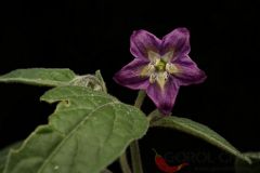locopica_pheno_1_denoise
