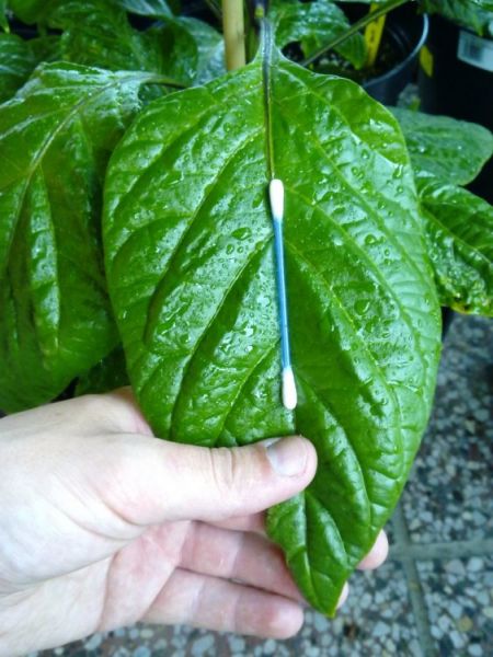 Porovnání veikosti-White Bhut Jolokia.j