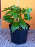 Purple Bhut Jolokia