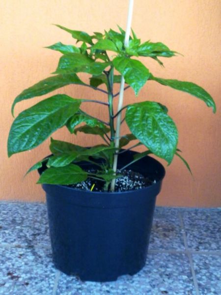 White Bhut Jolokia
