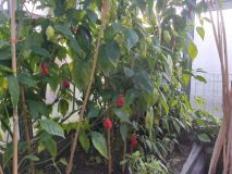 Aji fantasy strawberry 8.10.2022