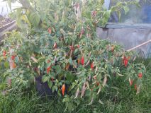 Aji Challuaruro red 8.10.2022